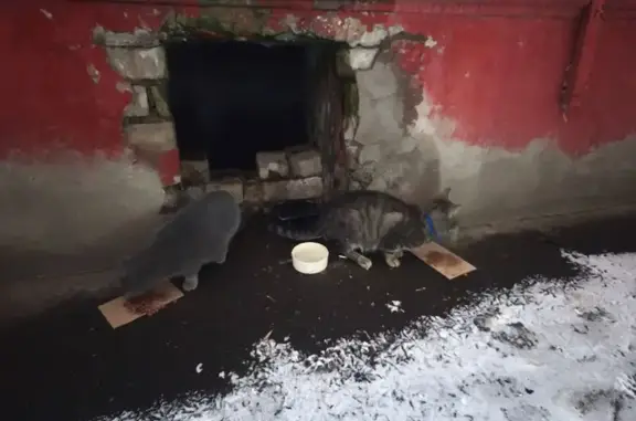 Кошки найдены на Волоколамском...