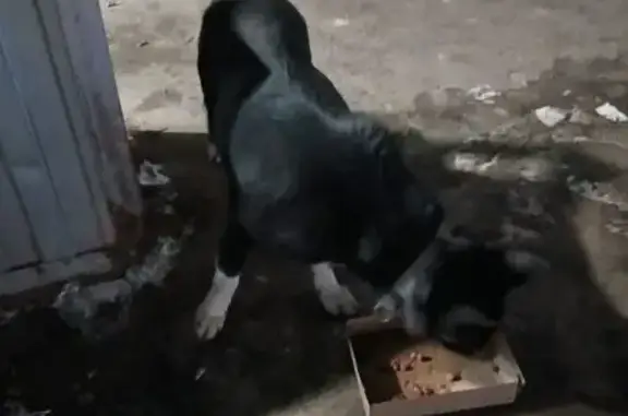 Собака найдена на Окружном шос...