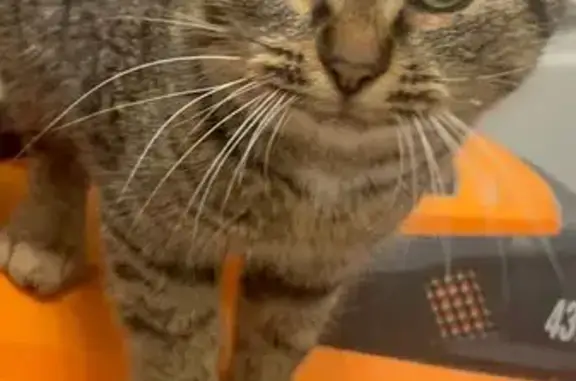 Кошка найдена на Державной, Бо...