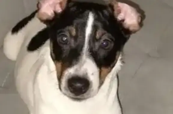 Собаки потеряшки, Краснодар, фото: Потеряшка собака, ул. Западный Обход, 42 к5