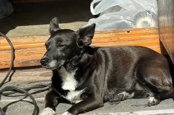 Пропала собака на 3-й Береговой, Омск