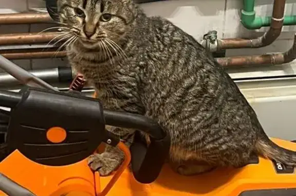 Ласковая кошка найдена на Держ...