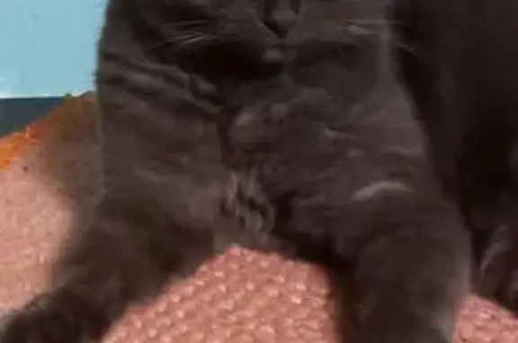 Пропала кошка Лиза, ул. 8 Марта, Старый Оскол