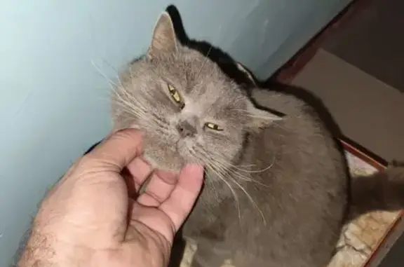 Котик найден у двери на Гагари...