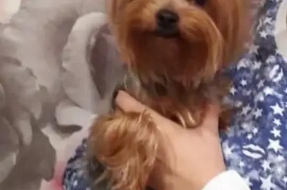 Пропала собака, пр. Героев 30, Н. Новгород