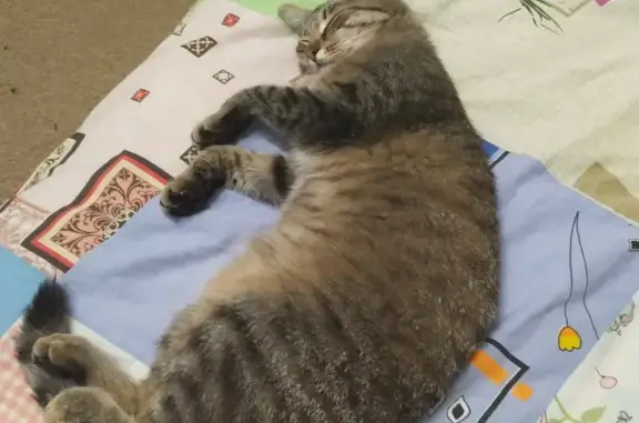 Пропала кошка Маша, Весенняя ул., Н. Тагил