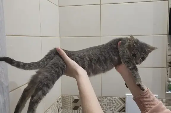 Котёнок найден на Ягодной, 10,...