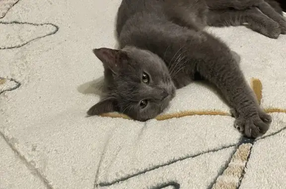 Кошка найдена на ст. Ильинская...