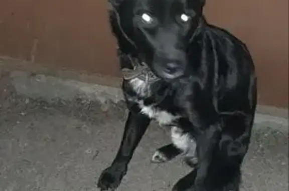 Собака найдена на ул. Мартовиц...