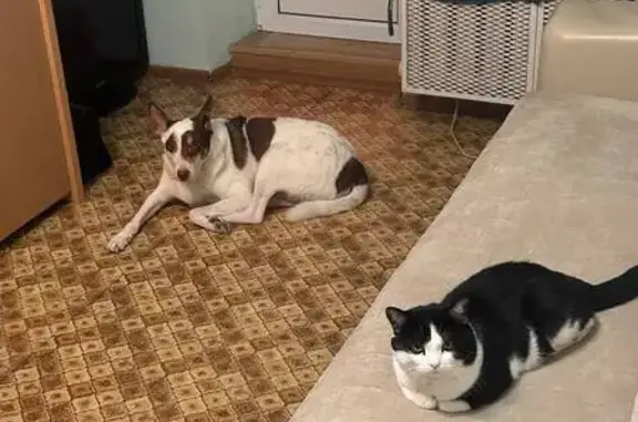 Пропала кошка Роби, 29-я линия, 99