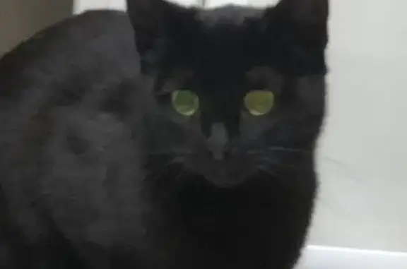 Пропала черная кошка, Орёл, Орловская обл.