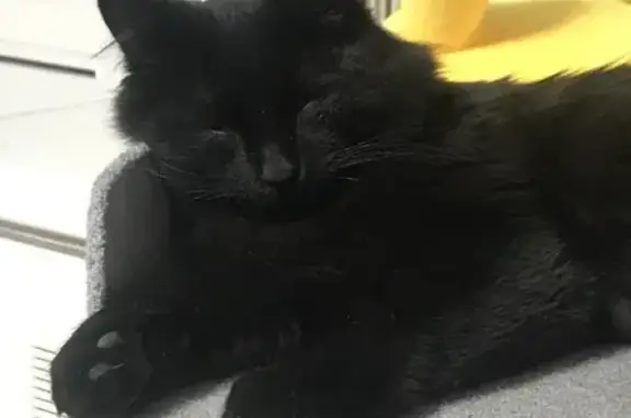 Черная кошка найдена: 1-я Буль...