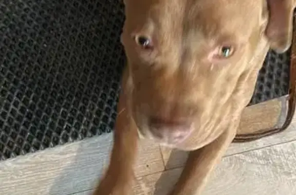 Пропала собака на Архитектурной, 29