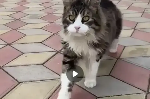 Пропала кошка, Славянская ул. 57, Темрюк