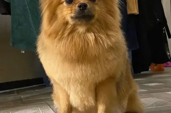 Собаки потеряшки, Москва, фото: Потеряшка собака, Москва