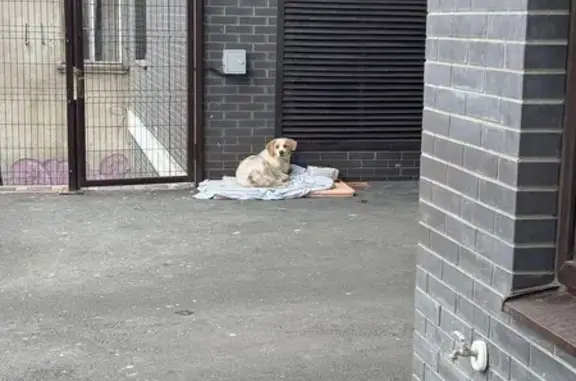 Собака найдена: Горсоветская 7...