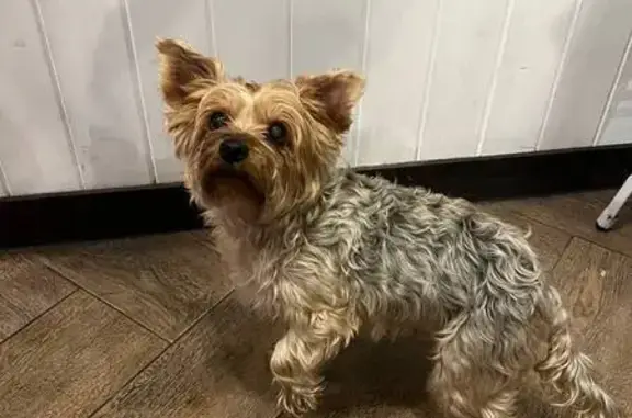 Собака найдена: Ленина 43, Уфа