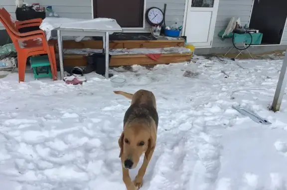 Собака найдена в Инякинском по...