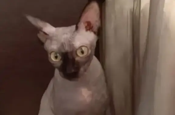 Пропала кошка Баффи, Депутатская 58