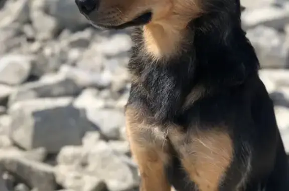 Пропала собака в Неберджаевской