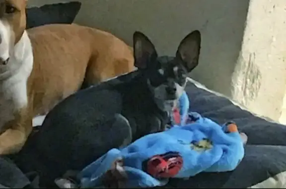 Пропал той терьер, Иркутская 1, Воронеж