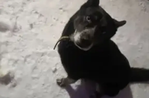 Собака найдена на ул. Комарова...