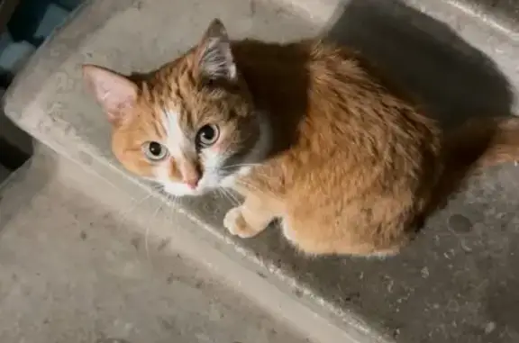 Кот найден: Белореченская 36/1...