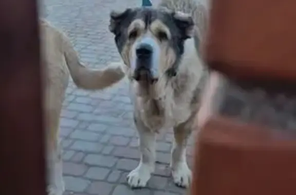 Алабаи найдены: Зелёная ул., М...