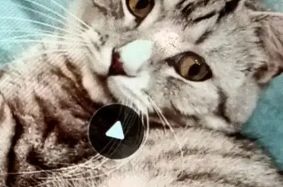 Пропала кошка, Кострома, ул. 23