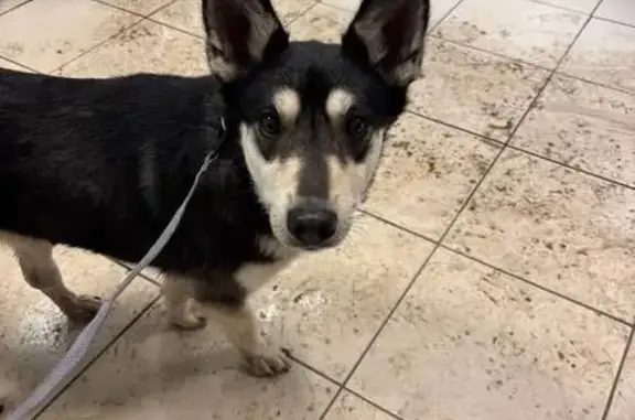 Найдена собака, Тула, фото: Собака найдена, ул. Щегловская Засека, Тула