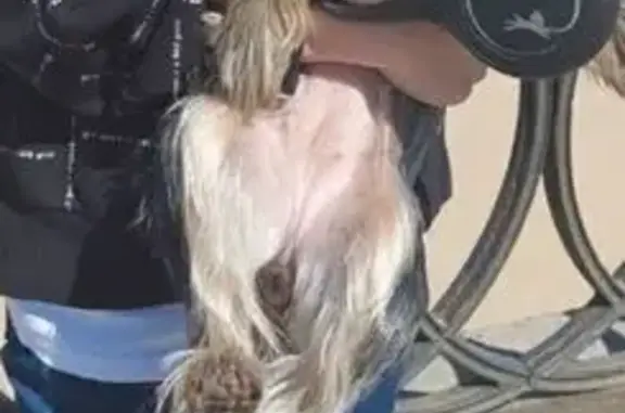 Пропала собака, Самара, Гастелло 46