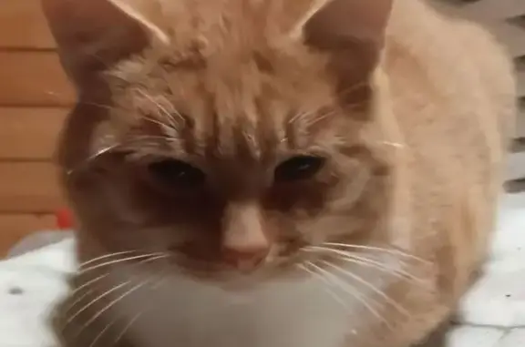 Пропала кошка, ул. Буракова 3 к2, Москва