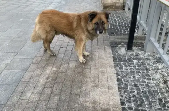 Найдена собака, Москва, фото: Потерянный рыжий пес на Магистральной, 11
