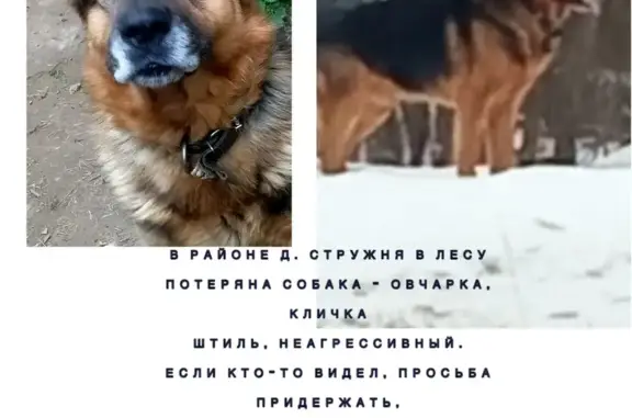 Пропала овчарка, 89 Мошковское с/п