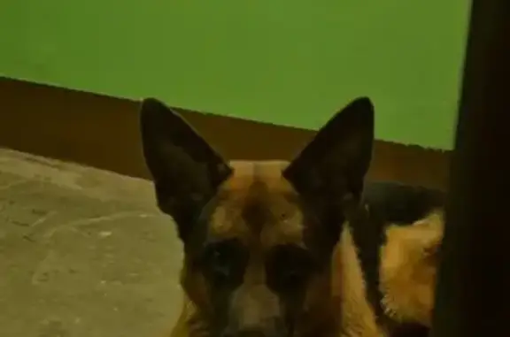 Найдена собака, Санкт-Петербург, фото: Овчарка найдена на пр. Большевиков, СПб