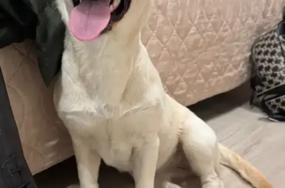 Найдена собака, Анапа, фото: Найдена собака, Супсехское шоссе 39, Анапа