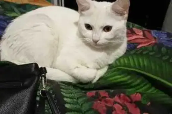 Пропала кошка, ул. Есенина 108/1 к2, Краснодар