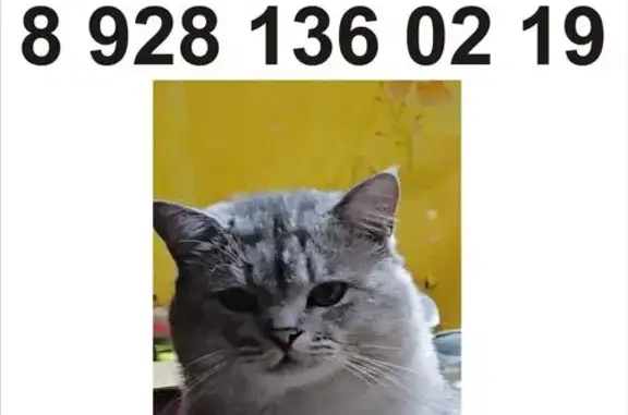 Пропала кошка, ул. Б. Хмельницкого 3, Батайск