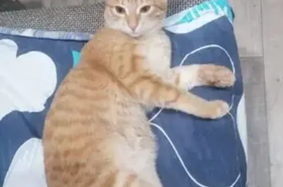 Потерянные животные Орск, фото: Пропала кошка, Ленина 126, Орск