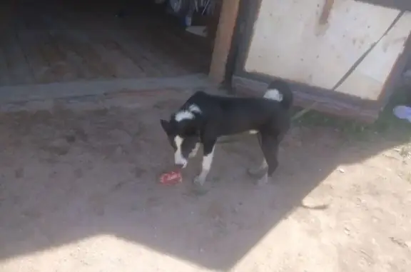 Пропала лайка, Чита, Забайкалье