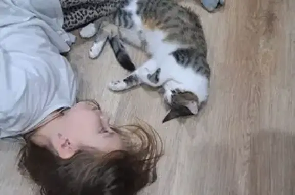 Потерянные животные Сызрань, фото: Пропал кот Кузя, ул. Кудрявцева, 23