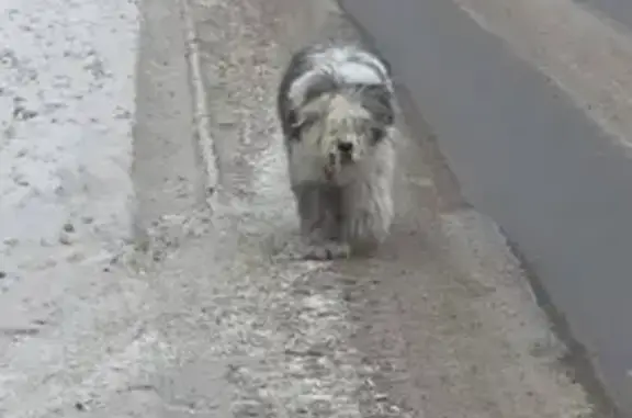 Собаки потеряшки, Марковское, фото: Потеряшка собака, Марковское, Иркутская обл.