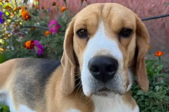 Собаки потеряшки, Большой Куганак, фото: Потеряшка собака, Подлесненский с/с, РБ