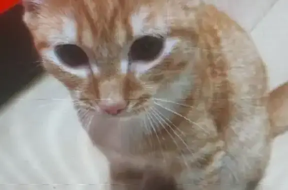 Пропали котята, Красный пр., Новосибирск