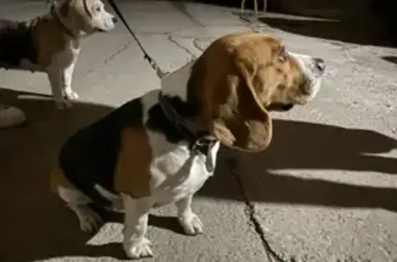 Найдена собака, Сочи, фото: Найдена собака, Пасечная ул., Сочи