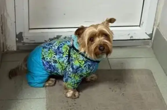 Найдена собака, Тюмень, фото: Собака найдена: ул. Луначарского, Тюмень