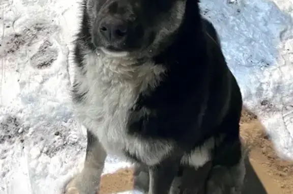 Найденные животные Пуршево, фото: Щенок найден на Новослободской, 21