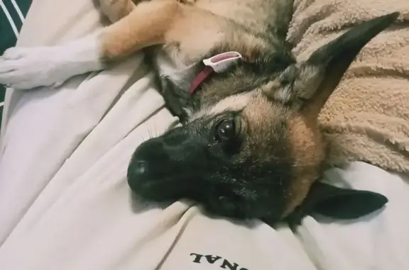 Собаки потеряшки, Тайга, фото: Потеряшка собака, ул. Горького 77, Тайга