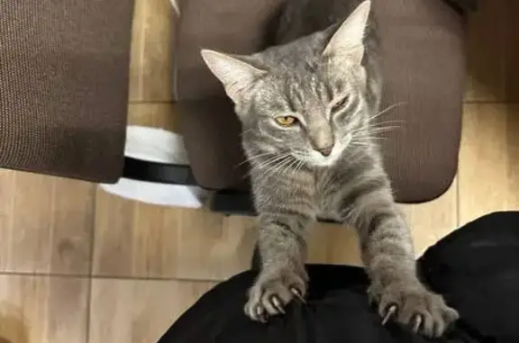 Найдена кошка, Казань, фото: Кошка найдена: ул. Восстания, 16, Казань