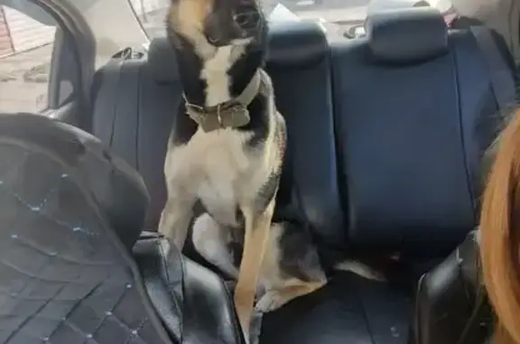 Пропала собака Рон, Р-120, Карачев